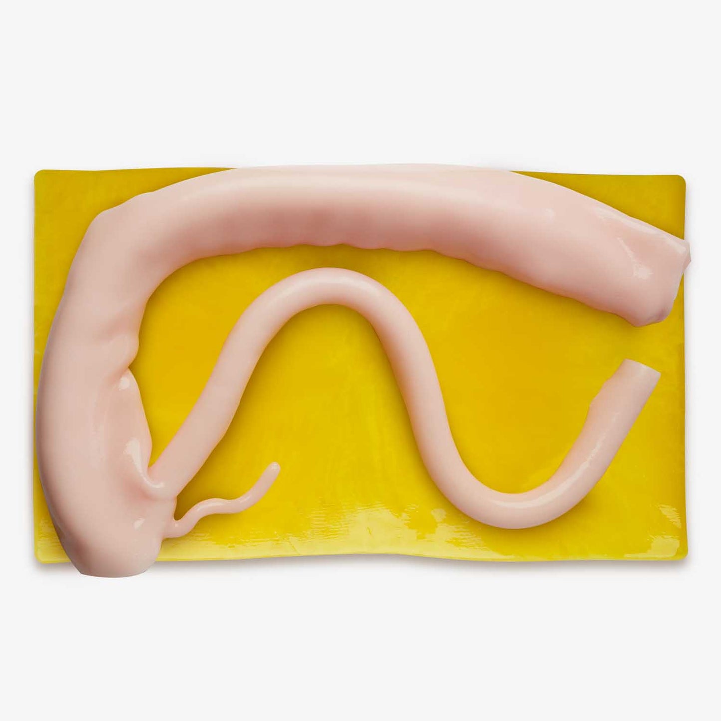 Hydrogel Surgical Training Model - Right Hemicolectomy (Class II)