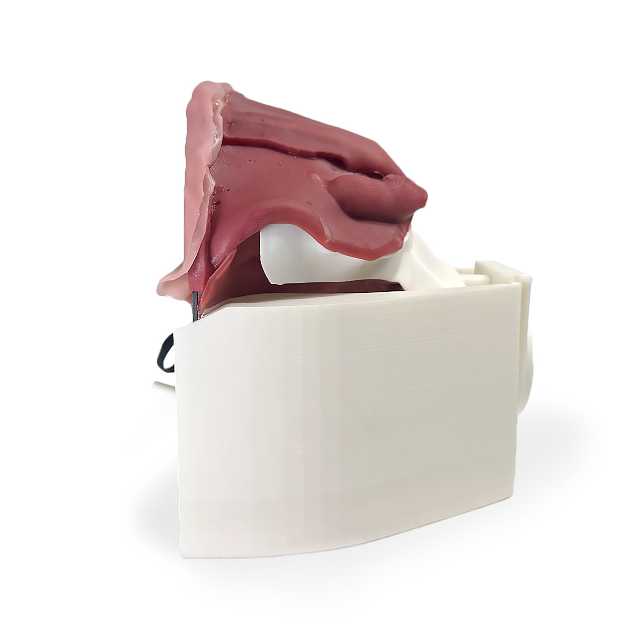 Hydrogel Surgical Training Model - Inguinal Hernia Class IV