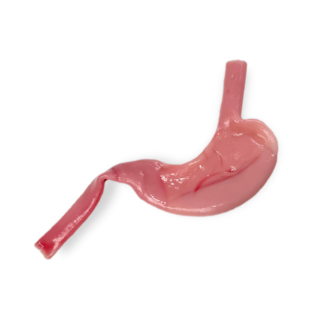 Gastric Model (Class II)