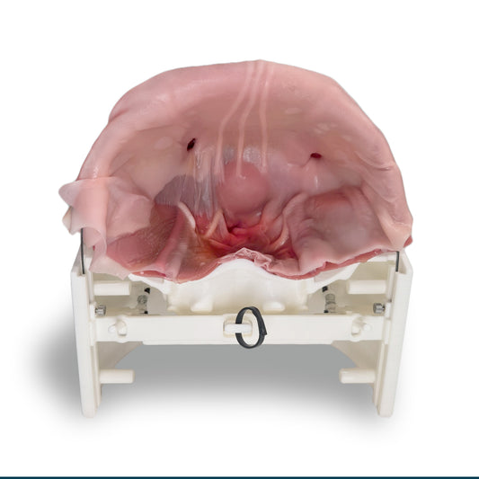 Hydrogel Surgical Training Model - Inguinal Hernia Class IV