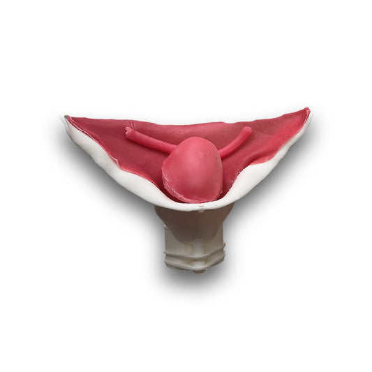 Hydrogel Surgical Training Model - Vesicourethral Anastomosis (UVA) Class III