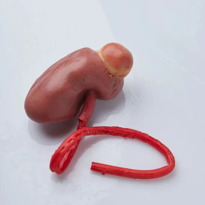 Partial Nephrectomy (Class II)