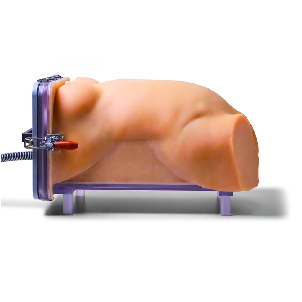 Female Torso